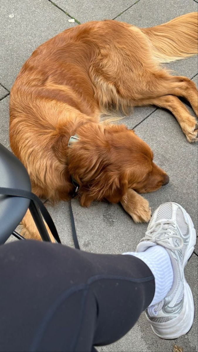 a brown dog laying on the ground next to a person's legs and shoes