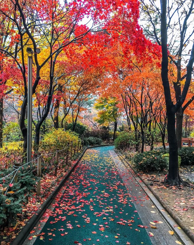 an empty road surrounded by trees with red and yellow leaves