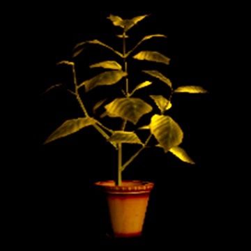 a potted plant with yellow leaves in it on a black background, lit up by the sun