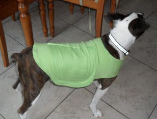 a brown and white dog wearing a green shirt on top of a tile floor next to a wooden table