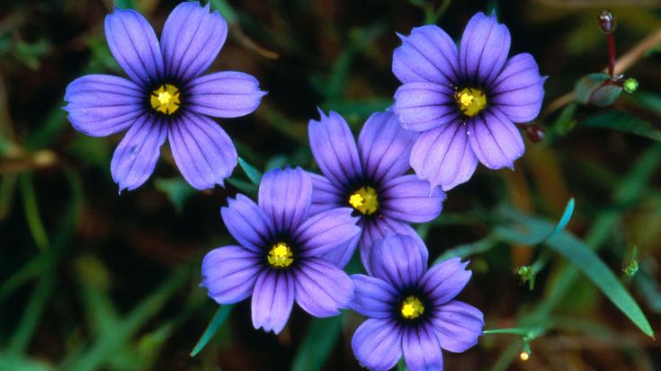 three purple flowers with yellow centers in the grass