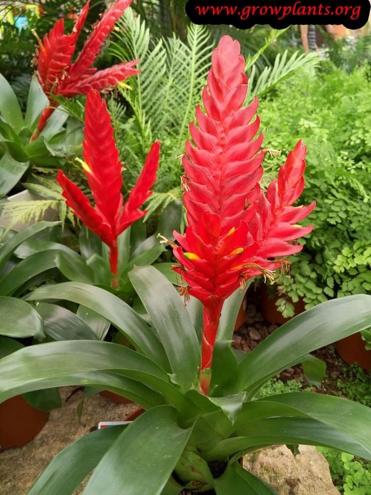 red flowers are blooming in the garden