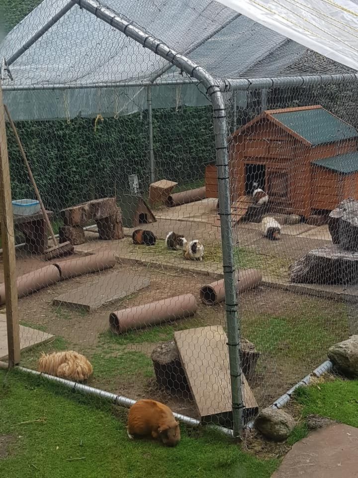 a group of animals that are inside of a fenced in area with grass and rocks