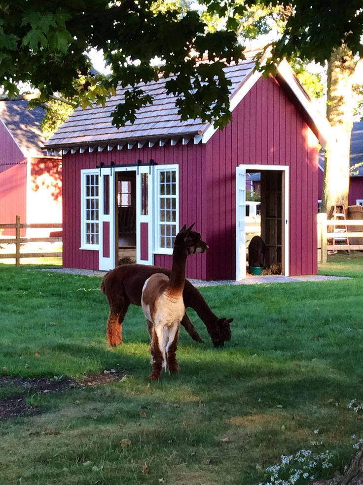 two llamas grazing in front of a red barn with white doors and windows