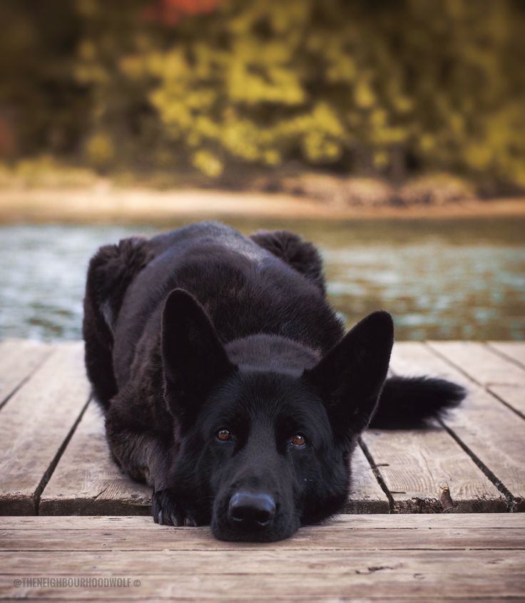 a black dog laying on a wooden dock