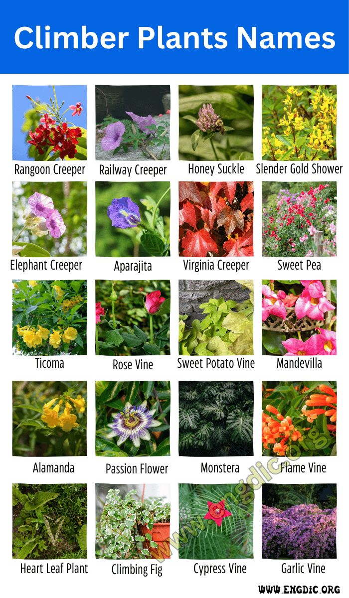 an image of different types of flowers and plants with names in english, spanish or french