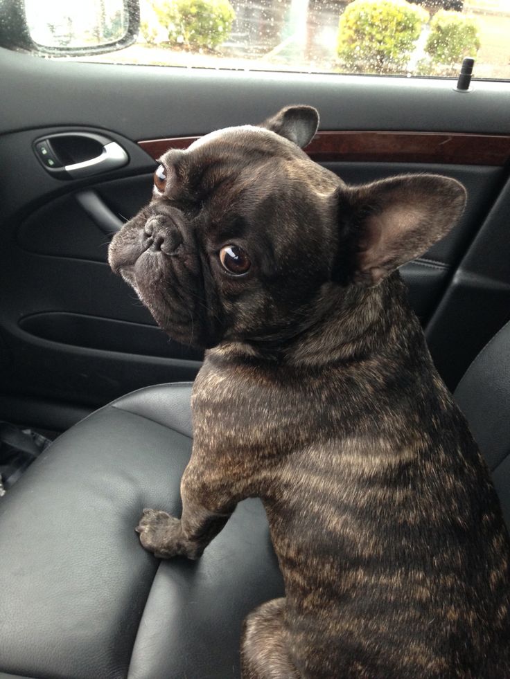 a dog sitting in the driver's seat of a car looking up at something