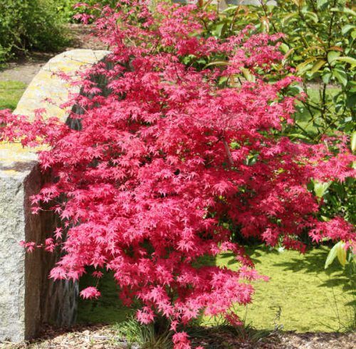 red flowers are blooming in the garden next to a stone wall and shrubbery