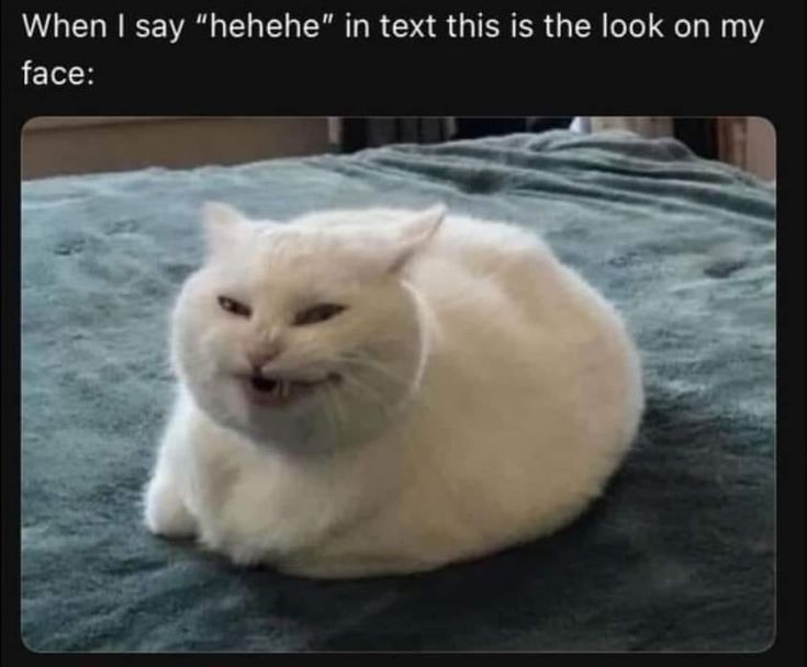 a white cat sitting on top of a bed with the caption saying, when i say't hehe in text this is the look on my face