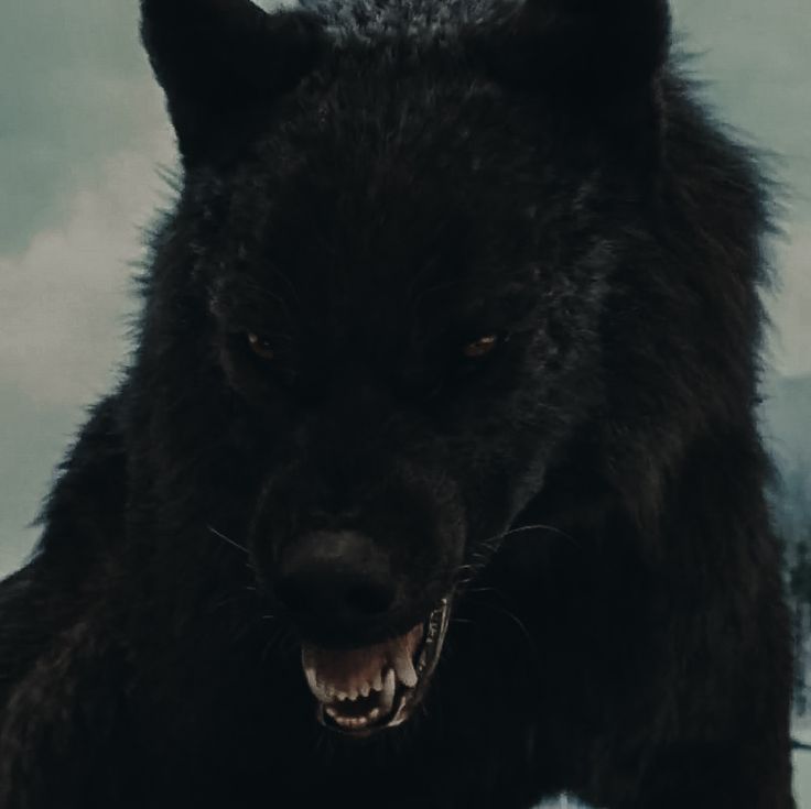 a large black wolf standing on top of a snow covered ground with its mouth open