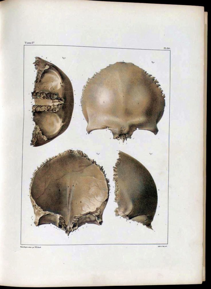 four different types of shells are shown in this antique print