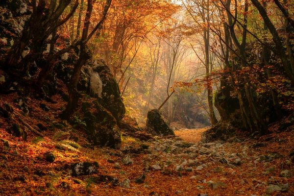 a dirt road surrounded by trees with leaves on the ground and rocks in the foreground