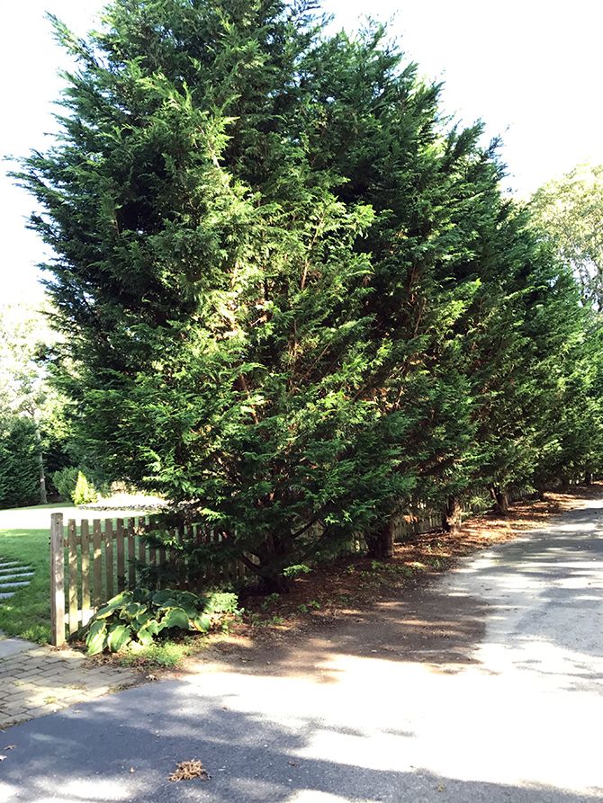 a street lined with lots of trees next to a fence