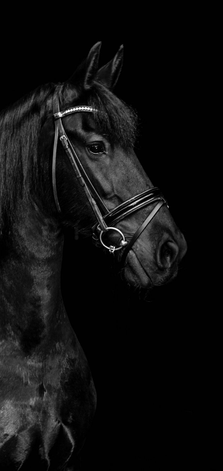 a black and white photo of a horse