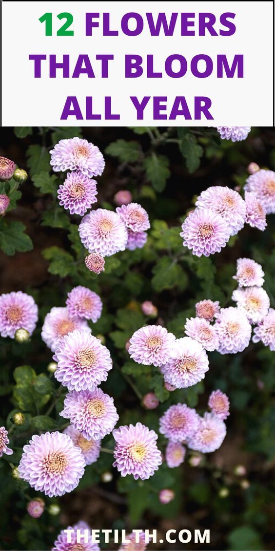 flowers that bloom all year with the title overlaying it in purple and white