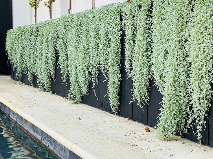 a row of green plants next to a swimming pool