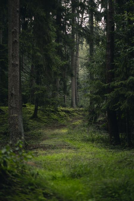 a path in the middle of a forest with lots of green grass and trees on both sides