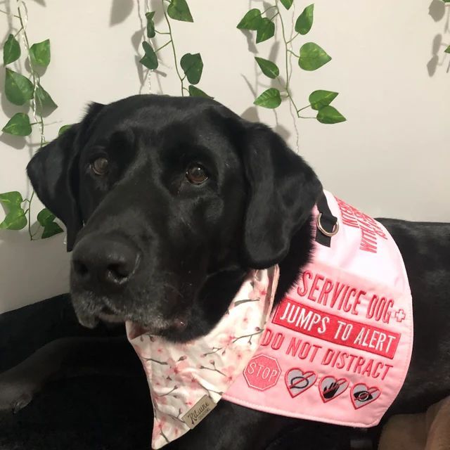 a black dog wearing a pink bib and bandana sitting next to a plant