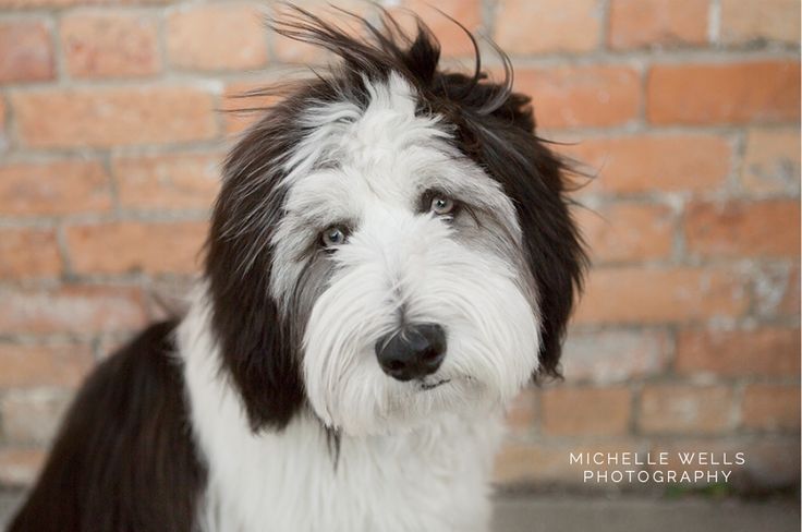 a black and white dog standing in front of a brick wall with it's hair blowing in the wind