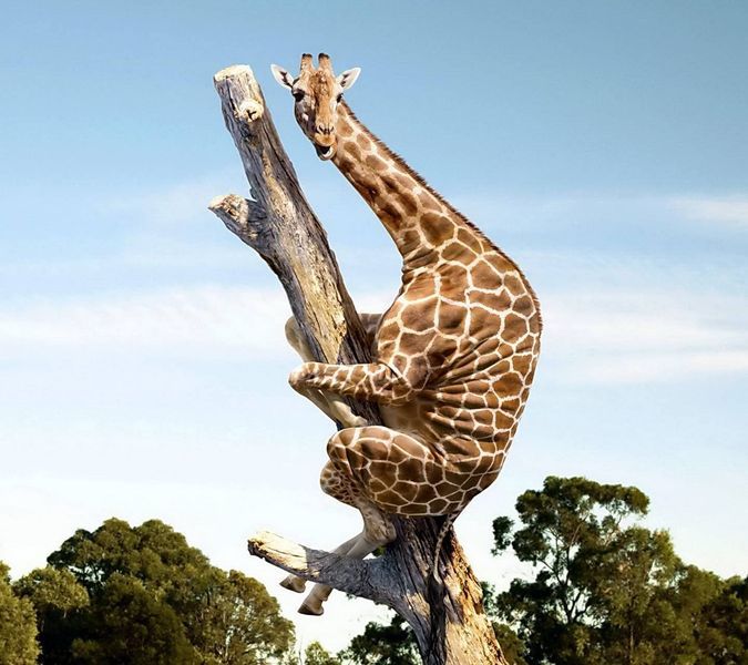 a giraffe is climbing up a tree branch