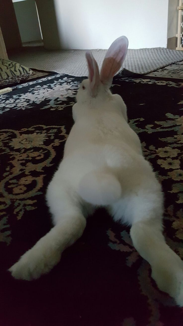 a white rabbit laying on top of a bed