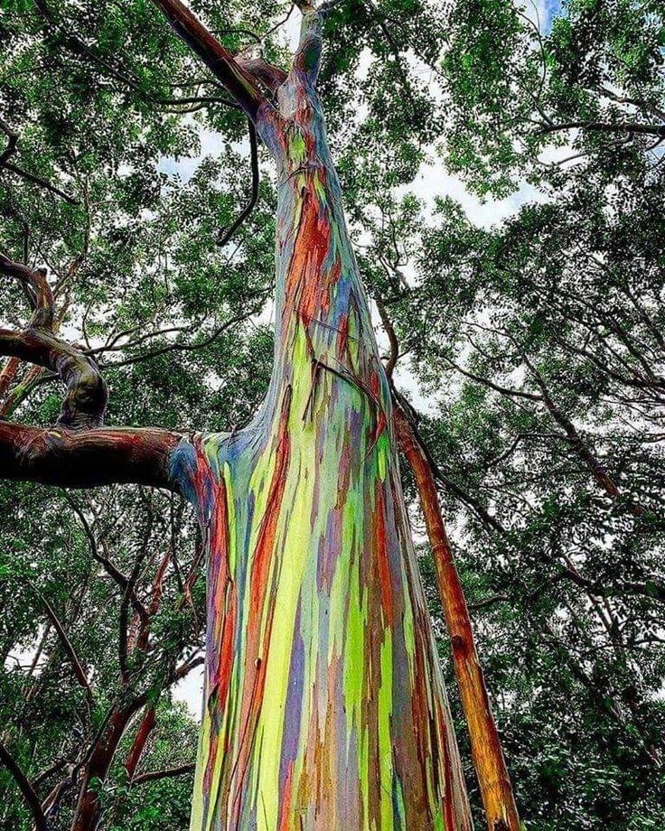 a very tall colorful tree with lots of trees around it