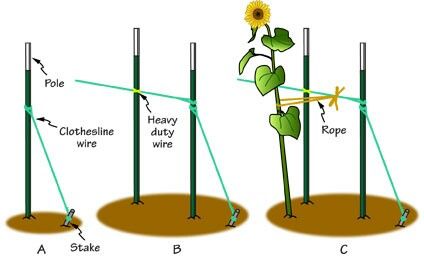 Sunflower Support.  ourveggiegarden.com Sunflower Stake Ideas, Sunflower Support Ideas, Gardening Homeschool, Sunflower Trellis, Flower Support, Trellis Diy, Diy Sunflower, Flower Tips, Sunflower House