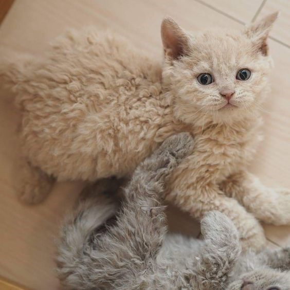 two stuffed animals laying next to each other on the floor in front of a wall