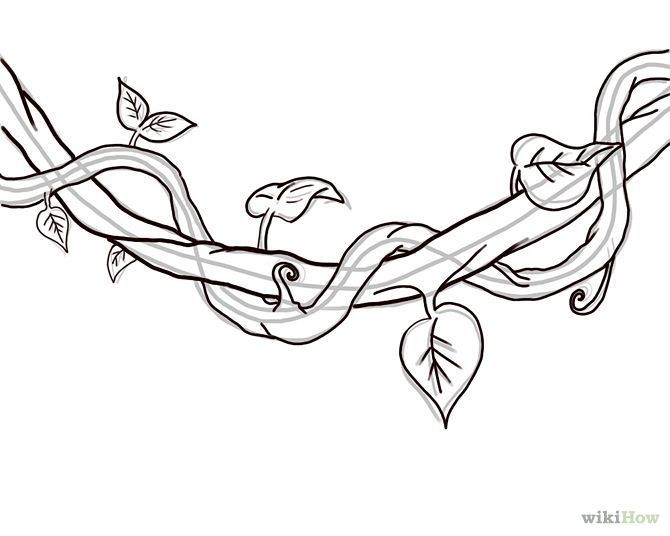 a drawing of a vine with leaves on it