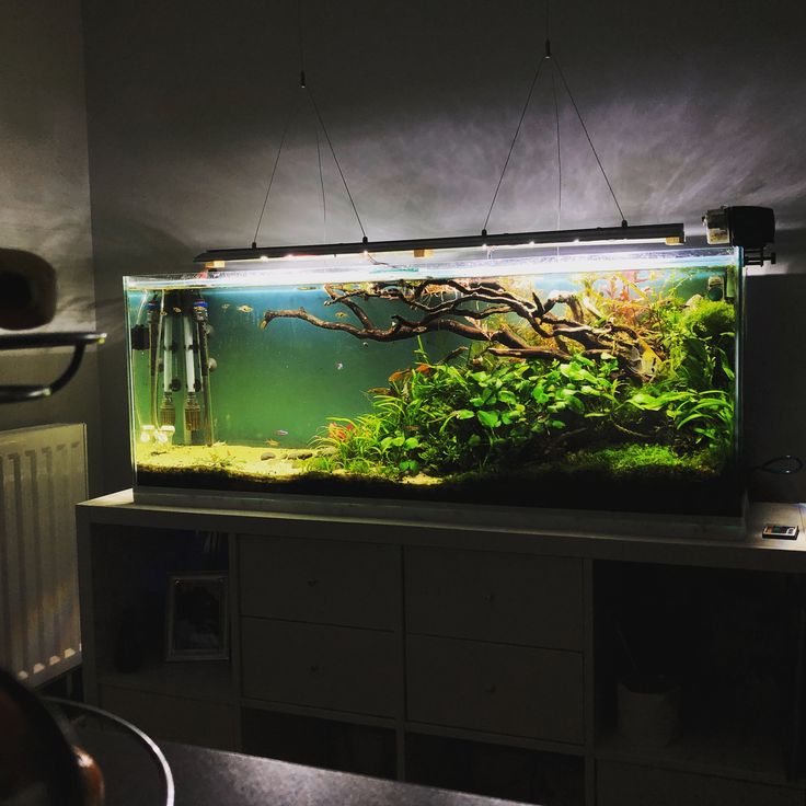 an aquarium is lit up in the dark with algaes and other plants on it