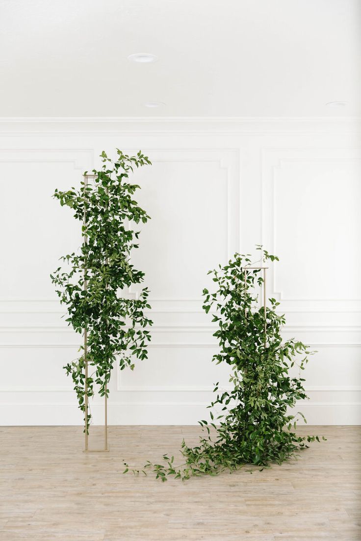 two tall trees are in the middle of a room with white walls and wood flooring