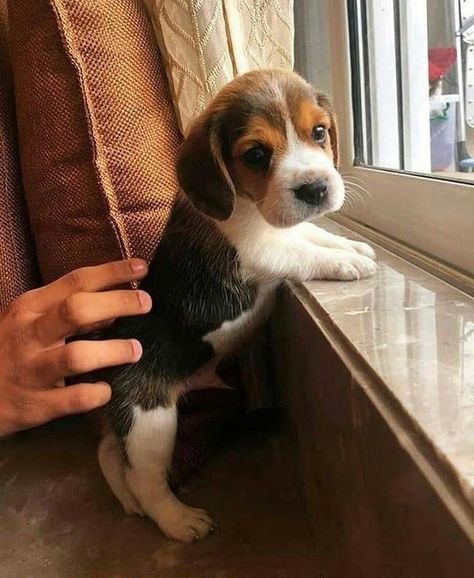 a puppy is sitting on the windowsill and being petted by someone's hand