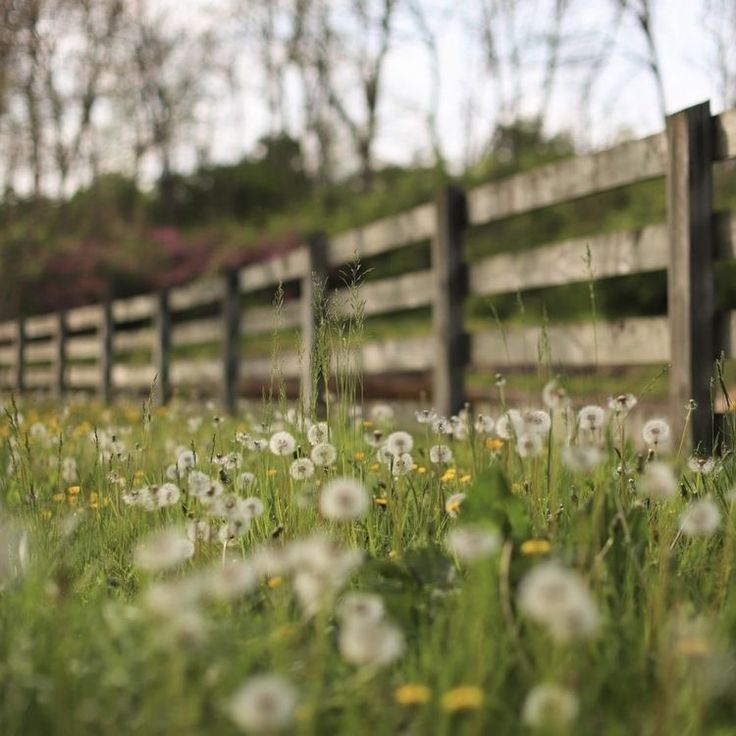 the grass is full of dandelions and weeds near a fenced in area