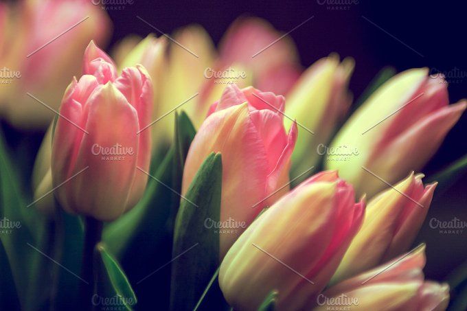 pink and yellow tulips with green stems in the foreground, on a black background