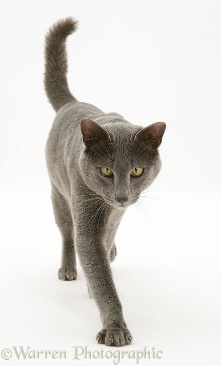 a gray cat walking across a white floor