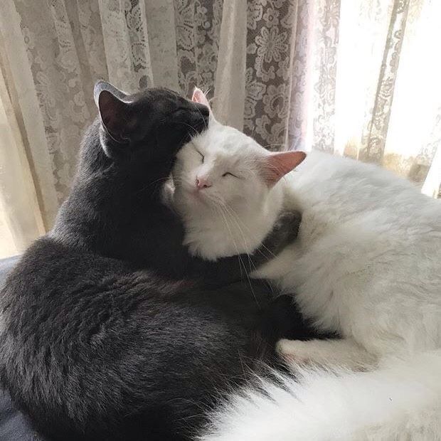 two cats are cuddling together on a bed in front of a window with curtains