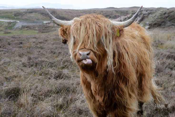 a long haired yak with horns standing in an open field, with the words hognanay written below it