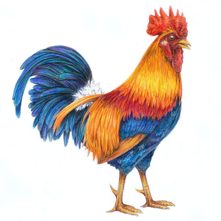 a drawing of a colorful rooster standing on one leg and looking at the camera with an intense look