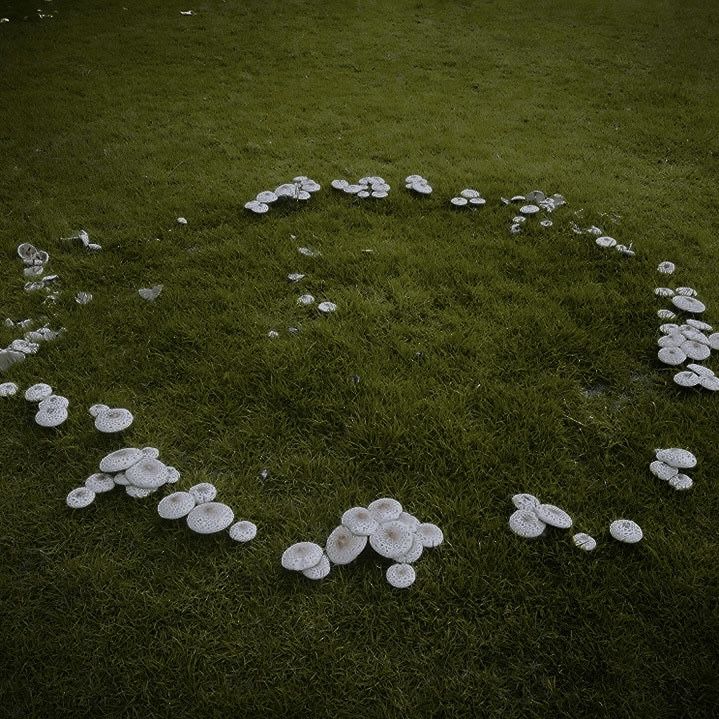 many mushrooms are arranged in the shape of a heart on green grass with small rocks