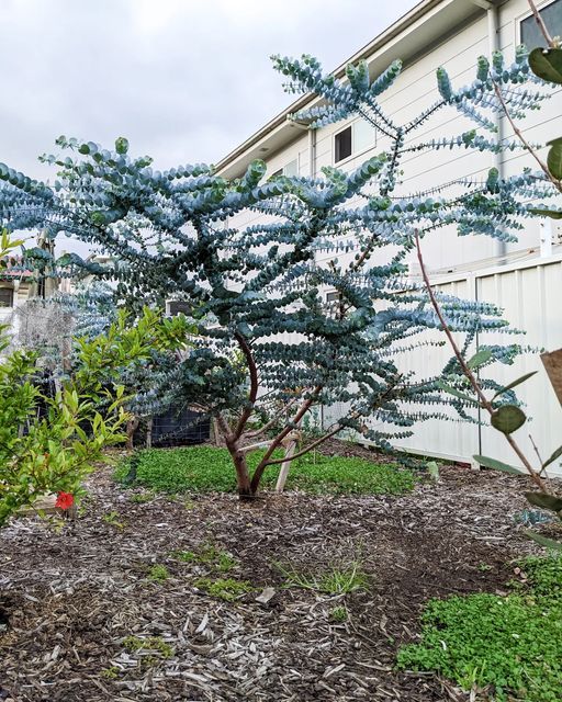 a small blue tree in front of a white building with green grass and bushes around it