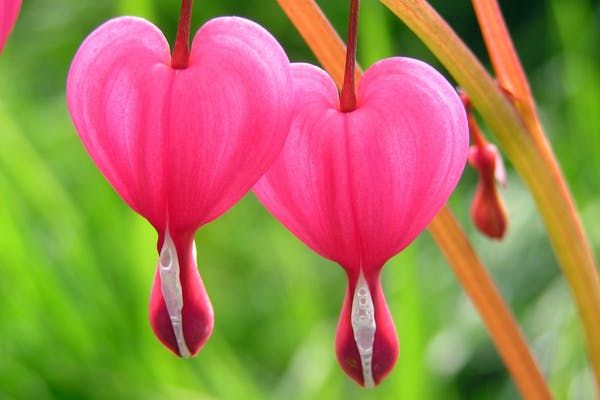 Bleeding heart perennials are a favorite flower of many gardeners and this is mainly because they do so well in partially shaded gardens. Bleeding hearts are small, heart shaped flowers that look like they're 'bleeding' and will look stunning in any garden! If you're interested in learning how to grow bleeding heart flowers, keep reading our easy to follow gardening guide below! Today we'll be talking specifically about the fringed bleeding heart flower, which is native to the Eastern United ... Plants Toxic To Dogs, Heart Shaped Flowers, Flower Fertilizer, Orchids In Water, Growing Lavender, Lavender Plant, Plant Cuttings, Spring Blossom, Planting Herbs