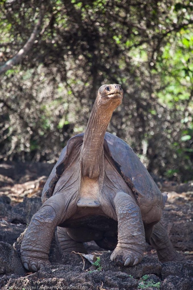 a large tortoise walking on top of a dirt field next to some trees