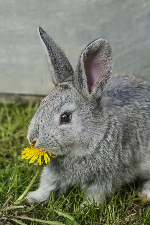 a gray rabbit eating a yellow flower in the grass with its ears up and eyes wide open