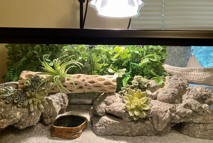 an aquarium with plants and rocks in it