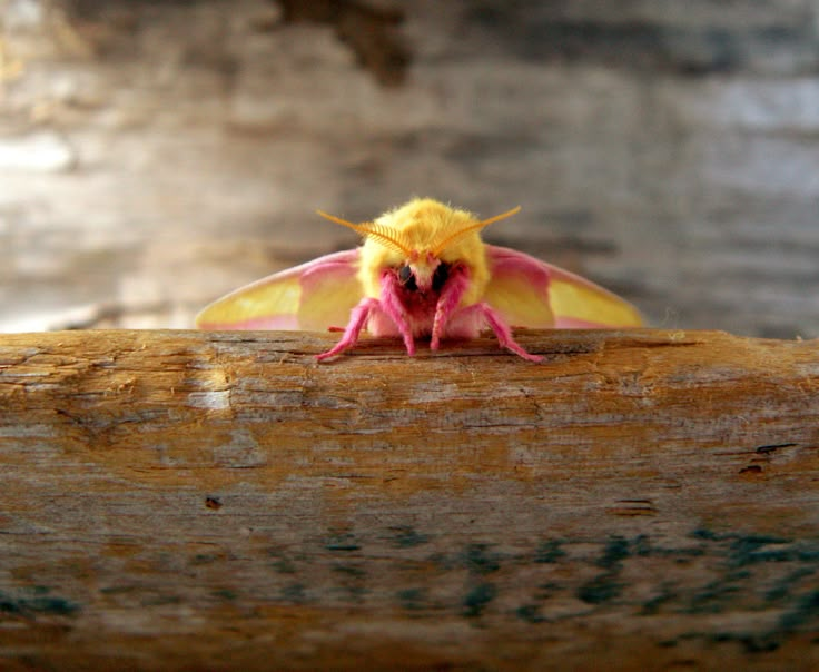 a yellow and pink moth sitting on top of a wooden plank