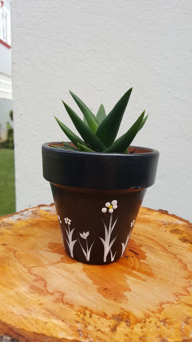 a potted plant sitting on top of a tree stump