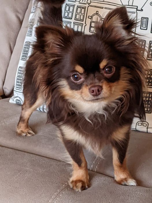 a small brown and black dog standing on top of a couch next to a pillow