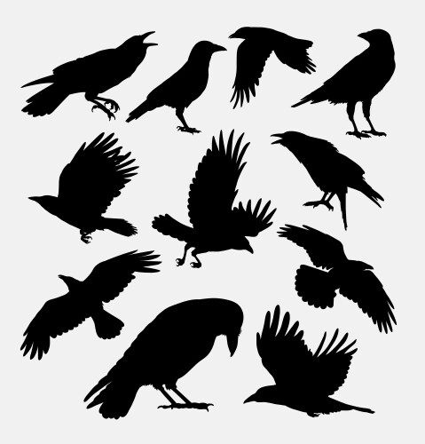 the silhouettes of different birds are shown