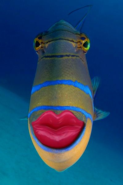 an underwater photo of a fish with its mouth open and red lipstick on it's lips