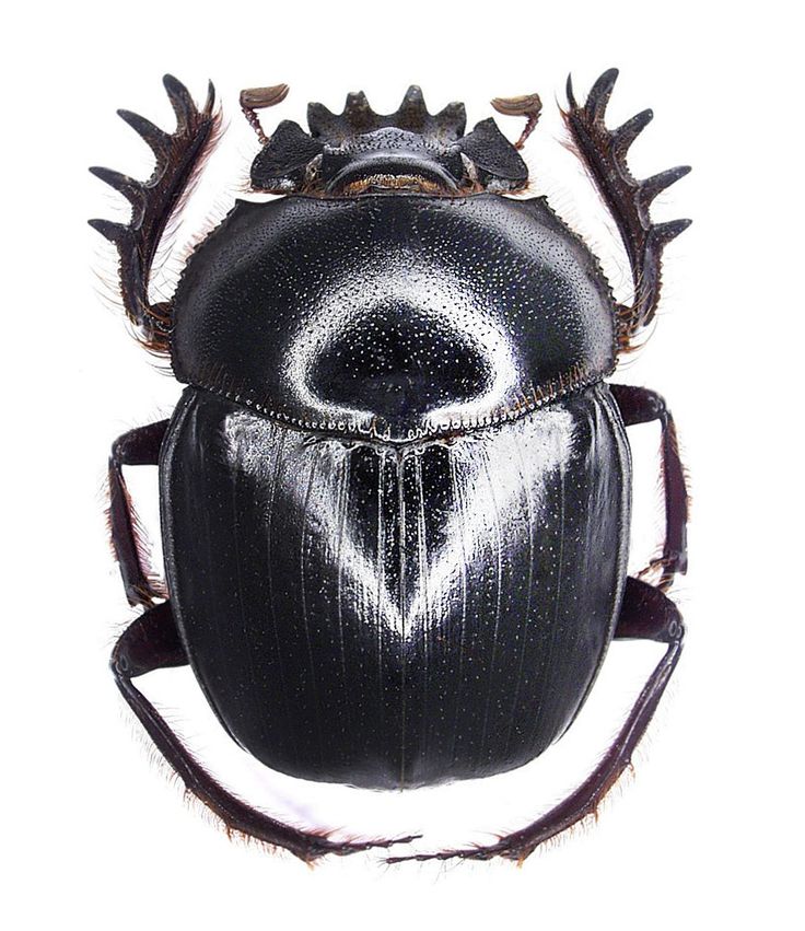 a black beetle with horns on it's back